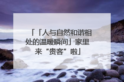 「人与自然和谐相处的温暖瞬间」家里来“贵客”啦