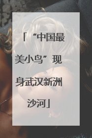 “中国最美小鸟”现身武汉新洲沙河