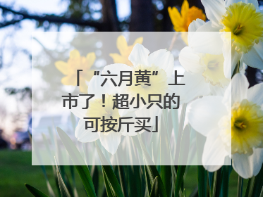 “六月黄”上市了！超小只的可按斤买