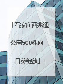 石家庄西兆通公园500株向日葵绽放