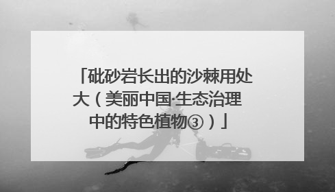 砒砂岩长出的沙棘用处大（美丽中国·生态治理中的特色植物③）