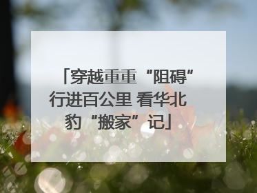 穿越重重“阻碍”行进百公里 看华北豹“搬家”记