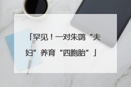 罕见！一对朱鹮“夫妇”养育“四胞胎”