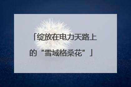 绽放在电力天路上的“雪域格桑花”