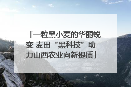 一粒黑小麦的华丽蜕变 麦田“黑科技”助力山西农业向新提质
