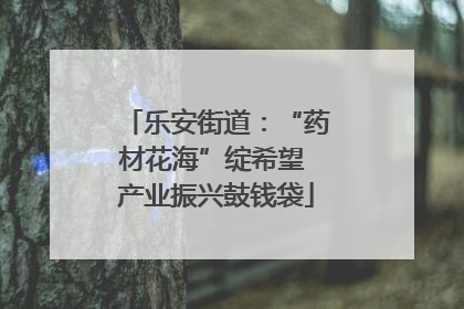 乐安街道：“药材花海”绽希望 产业振兴鼓钱袋