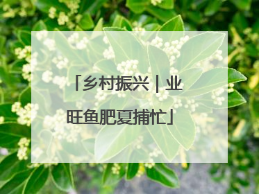 乡村振兴｜业旺鱼肥夏捕忙