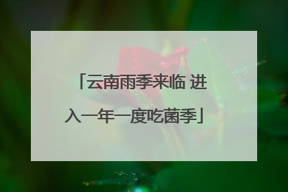 云南雨季来临 进入一年一度吃菌季