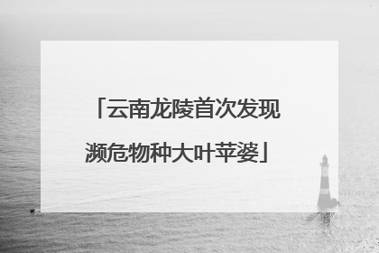 云南龙陵首次发现濒危物种大叶苹婆