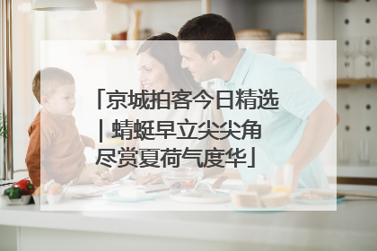 京城拍客今日精选｜蜻蜓早立尖尖角 尽赏夏荷气度华