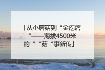 从小蘑菇到“金疙瘩“——海拔4500米的““菇“事新传
