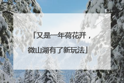 又是一年荷花开，微山湖有了新玩法