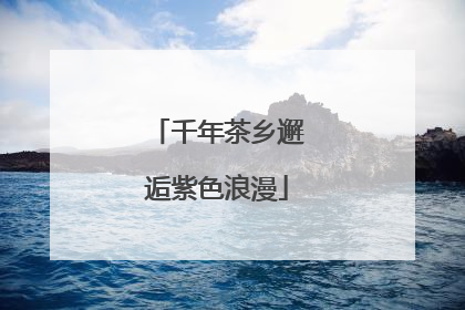 千年茶乡邂逅紫色浪漫