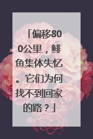 偏移800公里，鲱鱼集体失忆。它们为何找不到回家的路？