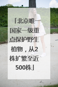 北京唯一国家一级重点保护野生植物，从2株扩繁至近500株
