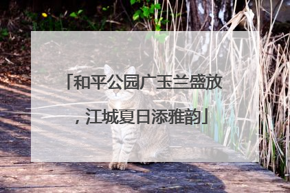 和平公园广玉兰盛放，江城夏日添雅韵