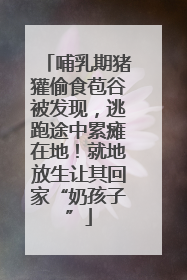 哺乳期猪獾偷食苞谷被发现，逃跑途中累瘫在地！就地放生让其回家“奶孩子”
