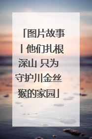 图片故事丨他们扎根深山 只为守护川金丝猴的家园