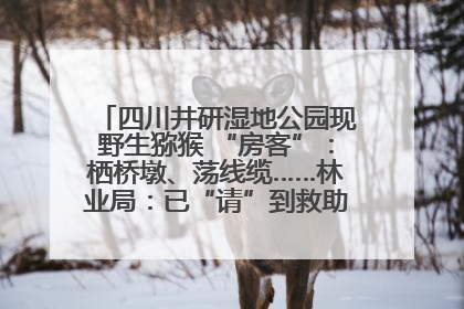 四川井研湿地公园现野生猕猴 “房客”：栖桥墩、荡线缆……林业局：已“请”到救助站，将放归自然