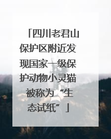 四川老君山保护区附近发现国家一级保护动物小灵猫 被称为“生态试纸”