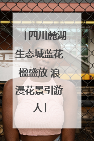 四川麓湖生态城蓝花楹盛放 浪漫花景引游人