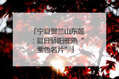 宁夏贺兰山东麓：夏日骄阳催熟“紫色名片”