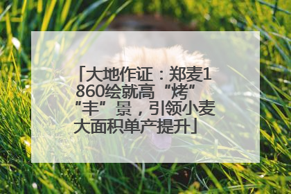 大地作证：郑麦1860绘就高“烤”“丰”景，引领小麦大面积单产提升