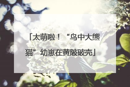 太萌啦！“鸟中大熊猫”幼崽在黄陂破壳