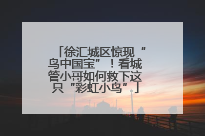 徐汇城区惊现“鸟中国宝”！看城管小哥如何救下这只“彩虹小鸟”