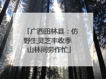 广西田林县：仿野生灵芝丰收季 山林间劳作忙