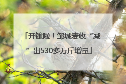 开镰啦！邹城麦收“减”出530多万斤增量