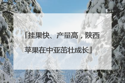 挂果快、产量高，陕西苹果在中亚茁壮成长