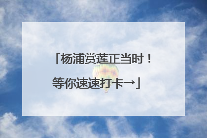杨浦赏莲正当时！等你速速打卡→