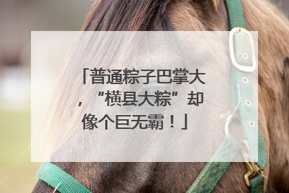 普通粽子巴掌大，“横县大粽”却像个巨无霸！