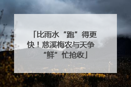 比雨水“跑”得更快！慈溪梅农与天争“鲜”忙抢收