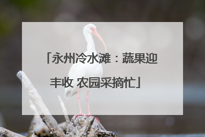 永州冷水滩：蔬果迎丰收 农园采摘忙