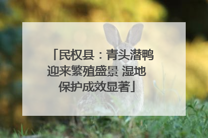 民权县：青头潜鸭迎来繁殖盛景 湿地保护成效显著