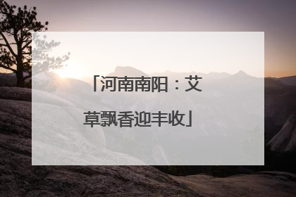 河南南阳：艾草飘香迎丰收