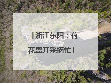 浙江东阳：荷花盛开采摘忙