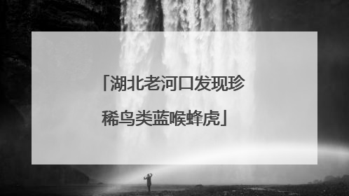 湖北老河口发现珍稀鸟类蓝喉蜂虎