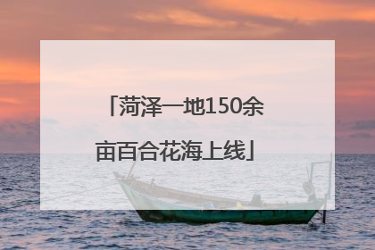 菏泽一地150余亩百合花海上线