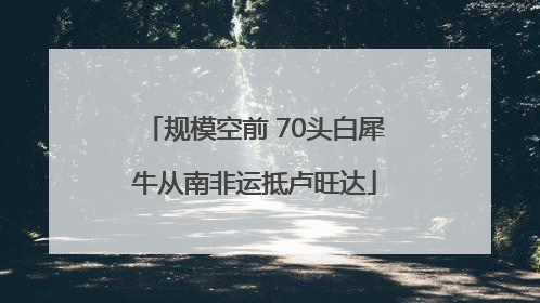 规模空前 70头白犀牛从南非运抵卢旺达