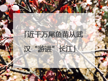 近千万尾鱼苗从武汉“游进”长江