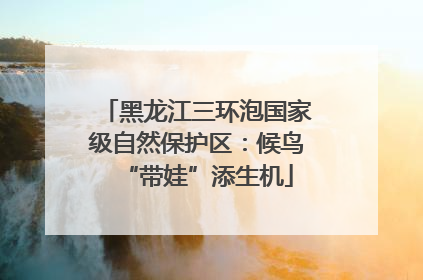 黑龙江三环泡国家级自然保护区：候鸟“带娃”添生机