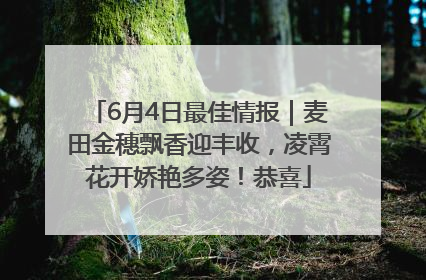 6月4日最佳情报｜麦田金穗飘香迎丰收，凌霄花开娇艳多姿！恭喜